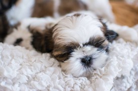 12669535_1954808691411980_3429793964241027747_n.jpg (55.24 КБ, Просмотров: 1168) 12669535_1954808691411980_3429793964241027747_n.jpg