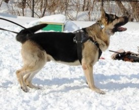 13_03_15_Барнаул.jpg (34.59 КБ, Просмотров: 1428) 13_03_15_Барнаул.jpg