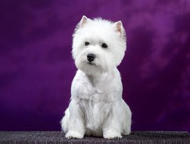 16.jpg (74.53 КБ, Просмотров: 2025) 16.jpg