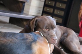 1782080_895064463837380_4539560208461023811_n.jpg (61.08 КБ, Просмотров: 10401) 1782080_895064463837380_4539560208461023811_n.jpg