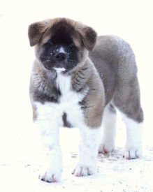 1934224_933521216715060_7126957378205838330_n.jpg (47.88 КБ, Просмотров: 8441) 1934224_933521216715060_7126957378205838330_n.jpg