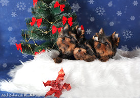 1s.jpg (591.2 КБ, Просмотров: 2828) 1s.jpg