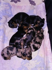 2 недели 4.jpg (82.97 КБ, Просмотров: 1342) 2 недели 4.jpg