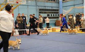 20180502_113536.jpg (484.71 КБ, Просмотров: 6965) 20180502_113536.jpg