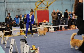 20180502_113557.jpg (437.35 КБ, Просмотров: 6965) 20180502_113557.jpg