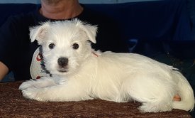 20200210_221856.jpg (80.74 КБ, Просмотров: 2098) 20200210_221856.jpg