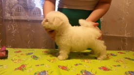 33.jpg (155.26 КБ, Просмотров: 1343) 33.jpg