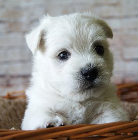 6.jpg (318.4 КБ, Просмотров: 13789) 6.jpg