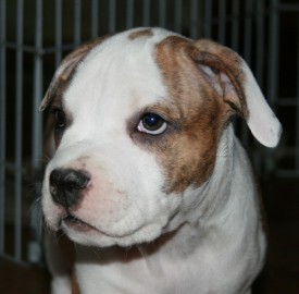 7.jpg (116.08 КБ, Просмотров: 1735) 7.jpg