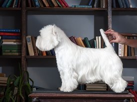 7375_2048.jpg (75.07 КБ, Просмотров: 1967) 7375_2048.jpg