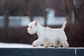 AM__8773.jpg (113.36 КБ, Просмотров: 2025) AM__8773.jpg