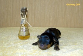 DSC09346 (Копировать).JPG