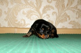 DSC09500 (Копировать).JPG