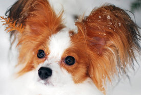 DSC_02291234.jpg (132.41 КБ, Просмотров: 4874) DSC_02291234.jpg