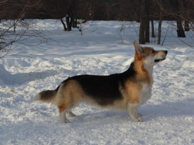 DSC_7596.jpg (316.19 КБ, Просмотров: 1482) DSC_7596.jpg