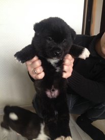 IMG-20170205-WA00051.jpg (92.84 КБ, Просмотров: 2957) IMG-20170205-WA00051.jpg