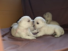IMG-20190915-WA0010.jpg