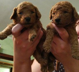 IMG-5d872934c1a9562e1d97e9bf0828f9d1-V.jpg (111.87 КБ, Просмотров: 1620) IMG-5d872934c1a9562e1d97e9bf0828f9d1-V.jpg