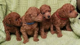 IMG-9c4093db7f543f940f847ac943d98133-V.jpg (114.77 КБ, Просмотров: 1595) IMG-9c4093db7f543f940f847ac943d98133-V.jpg