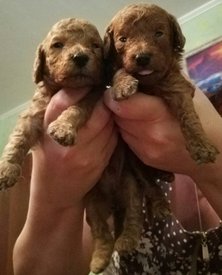 IMG-a3cbf25006aa763a89760f955882b75f-V.jpg (123.39 КБ, Просмотров: 1620) IMG-a3cbf25006aa763a89760f955882b75f-V.jpg