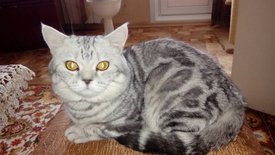 IMG-f14fa9518dd0c9475414ae49191c1968-V.jpg (101.34 КБ, Просмотров: 10472) IMG-f14fa9518dd0c9475414ae49191c1968-V.jpg