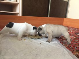 IMG_0684.JPG