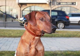 IMG_1000.jpg