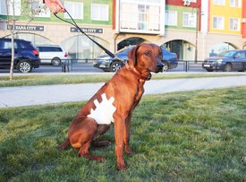 IMG_1011.jpg