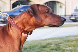IMG_1012.jpg