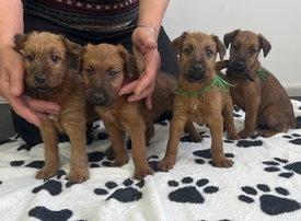 IMG_1124.jpg (474.5 КБ, Просмотров: 12238) IMG_1124.jpg