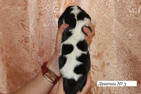 IMG_3949.JPG