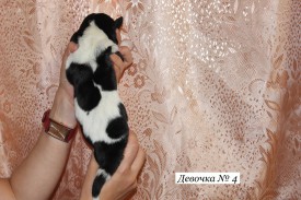 IMG_3960.JPG