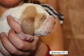 IMG_4006.JPG