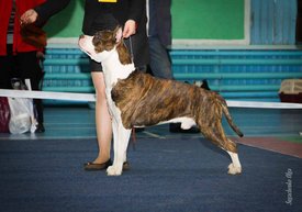 IMG_4150.jpg (99.9 КБ, Просмотров: 10335) IMG_4150.jpg