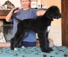 IMG_8336-1.jpg (110.29 КБ, Просмотров: 1591) IMG_8336-1.jpg