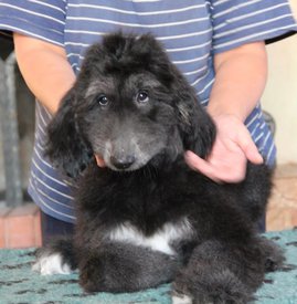 IMG_8431_1.jpg (84.61 КБ, Просмотров: 1611) IMG_8431_1.jpg