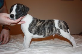 Image21.jpg (656.08 КБ, Просмотров: 2132) Image21.jpg