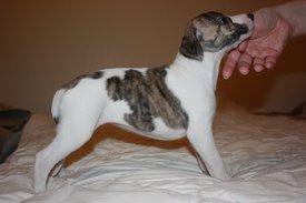 Image31.jpg (616.43 КБ, Просмотров: 2132) Image31.jpg