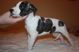 Image41.jpg (601.71 КБ, Просмотров: 2132) Image41.jpg