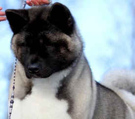 Jeamara's I Am You're Not.jpg (33.07 КБ, Просмотров: 8443) Jeamara's I Am You're Not.jpg