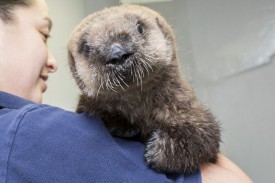 Otter pup.jpg