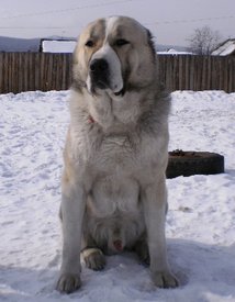 P3310020.JPG (113.02 КБ, Просмотров: 2377) P3310020.JPG