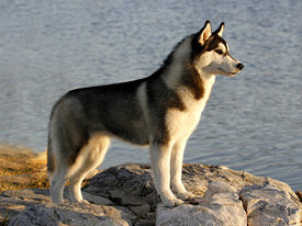 UvvplVY6.jpg (47 КБ, Просмотров: 10325) UvvplVY6.jpg