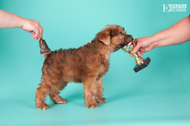 WEB Щенки Тео 09.2016г-16.jpg (149.16 КБ, Просмотров: 1239) WEB Щенки Тео 09.2016г-16.jpg