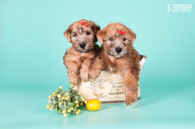 WEB Щенки Тео 09.2016г-168.jpg (147.48 КБ, Просмотров: 1239) WEB Щенки Тео 09.2016г-168.jpg