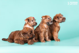 WEB Щенки Тео 09.2016г-174.jpg (138.02 КБ, Просмотров: 1239) WEB Щенки Тео 09.2016г-174.jpg