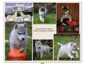 collageprintspah~1442927206653-657588e3-81fe-4e15-b475-ba577d52f238_L.jpg