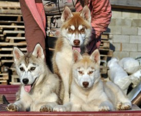 fDm3FCgu_Xo.jpg (118.7 КБ, Просмотров: 1120) fDm3FCgu_Xo.jpg