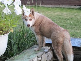 getImage (15).jpg (66.8 КБ, Просмотров: 10321) getImage (15).jpg