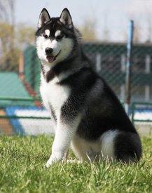 getImage (5).jpg (31.31 КБ, Просмотров: 10322) getImage (5).jpg